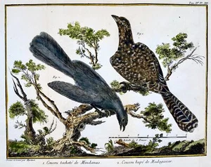 1760 Fr. Nic. Martinet (1725-1804) - Exotic Cuckoos Birds - copper engraving. - Picture 1 of 3