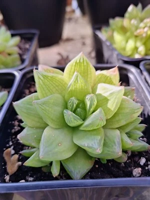 Hawarthia Cymbiformis - Image 1 of 3