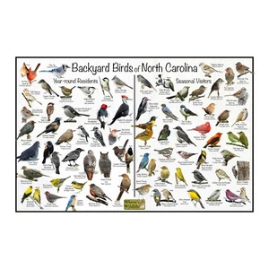 Backyard Birds of North Carolina Bird Identification Nature Poster - Picture 1 of 6