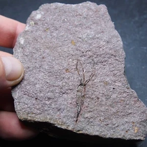 Eocrinoid Ascocystites sp. Stachelhäuter Fossil Marokko Ordovizium 61 - Bild 1 von 15