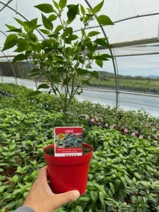 NON DISPONIBILE PIANTA PEPERONCINO PICCANTE LOCO ALTA QUALITÀ VASO 14 - Imagen 1 de 3