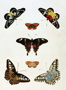 5938.Butterflies.animals.nature.POSTER.Decoration.Graphic.Science biology class. - Picture 1 of 1
