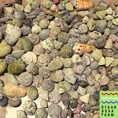 10 cáscaras de cangrejo ermitaño para acuario de agua salada Foto 1 de 2