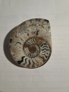 Fossile ammonite - Foto 1 di 7