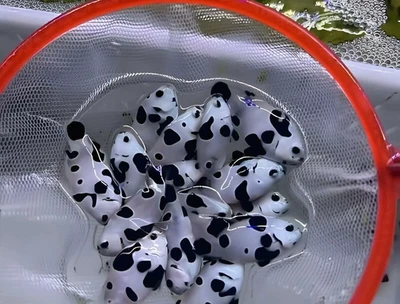 Raro pez payaso panda vivo pez de agua salada "Amphiprion ocellaris" pez vivo 4 cm+ Foto 1 de 3