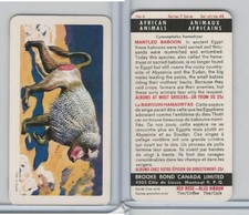 FC34-7 Brook Bond, African Animals, 1964, #6 Mantled Baboon