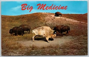 Postal Montana Big Medicine Sacred White Buffalo Bison Moise Buffalo Range MT - Imagen 1 de 2