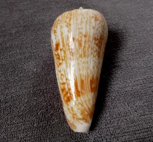 Conus Neptunus 66 mm F+++/GEM ,beautiful pattern & coloration wow!!! - Picture 1 of 6