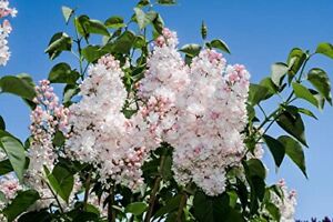 Garden Shrub - Lilac - Syringa 'Beauty of Moscow' - 1 x Full Plant In 1 Litre Po