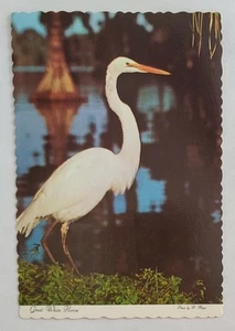 Postcard....Great White Heron Bird, Chrome, 4x6 - Picture 1 of 2