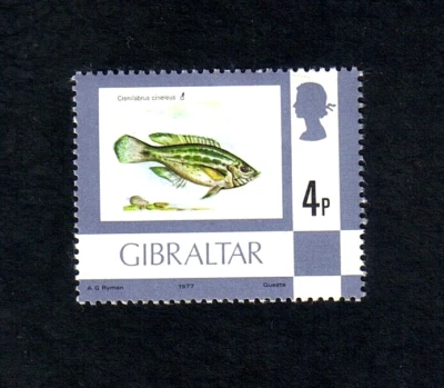 Gibraltar 1977 Grey Wrasse fish single value (SG 379) MNH - Image 1 of 2
