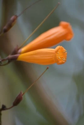 5 semillas de jazmín de naranjo para plantar - Mayodendron ígneo - campanas doradas Foto 1 de 2