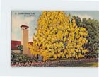 Postcard Golden Shower Tree Miami Florida USA North America