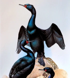 Placa de libro con impresión artística vintage J F Lansdowne Birds BAIRDS CORMORANT 10X14 22 - Imagen 1 de 3