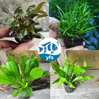 4 Pack of Mid-Ground Plants  Live Aquarium Plants Bundle POTTED - Image 1 of 4