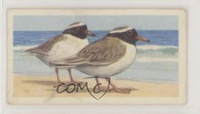 1963 Brooke Bond Wildlife in Danger Tea New Zealand Shore Plover #36 0e3