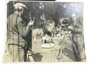 Lion Zoo Scene Vintage Photo Possible MGM Lion Photography Early Picture - Picture 1 of 8