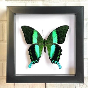 Green Peacock Swallowtail Butterfly (Papilio blumei) Shadow Box Display Frame - Picture 1 of 2