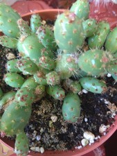 OPUNTIA FRAGILIS DENUDATA Brittle Prickly-Pear, Marble Cactus