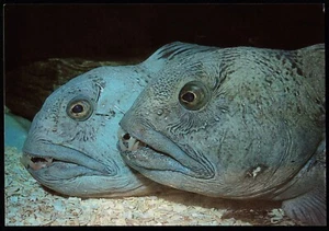 Atlantic Wolffish Seawolf Sea Life Centre Weymouth - Oban - Portsmouth Postcard - Picture 1 of 2