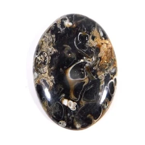 Turritella Fossil Agate Natural Unique Oval Cabochon 27.90Cts. Loose Gemstone - Picture 1 of 3