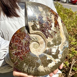 6,81 lb Raro Natural Caracola Fósil Especímenes de Madagascar - Imagen 1 de 12
