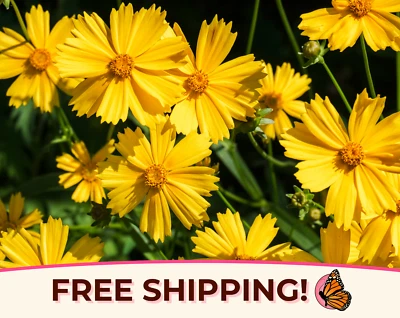 1100+ Semillas Coreopsis 'Hoja de lanza' | Semilla de garrapata de jardín de flores silvestres perennes nativas Foto 1 de 4