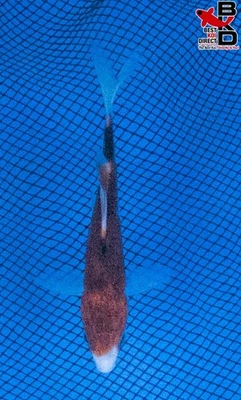 Estanque de jardín de peces koi vivos Goromo de 5" 11/8 Foto 1 de 4