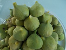 2 pieces FIG TREE GREEN AUTUMN FIG Direct nursery