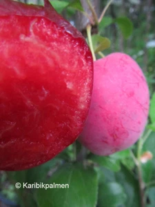 Säulen-Mirabellenbaum 'Ruby'® rote Früchte winterharte Pflanze 100-120cm im Topf - Bild 1 von 1
