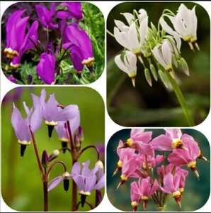 50+ Shooting Star 'Deluxe Mix' Seeds - Primula meadia - American Cowslip - Picture 1 of 2