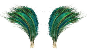 100 Pfauenschwertfedern natur grün irisierend L oder R Seite 10-15" PS20 - Bild 1 von 4