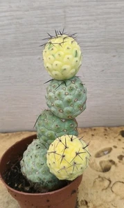 S9224 TEPHROCACTUS Geometricus 'Mallorca's Sun' h14,0cm. Planta Madre.Enraizado. - Imagen 1 de 4