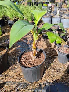 Ice Cream Banana Plant - Musa - Blue Java Banana Plant - 1-2ft Foot Tall - Picture 1 of 2