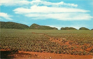Postal de plantación de piña de Puerto Rico - Imagen 1 de 2