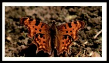 Grandee British Butterflies 1983 - Comma No. 12