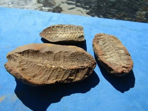   Fantastic Lot (3)  perified  Ferns 290 million years old Mazon Creek - Picture 1 of 6