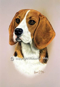 Estampado de estudio de cabeza de beagle de Robert J. May - Imagen 1 de 1