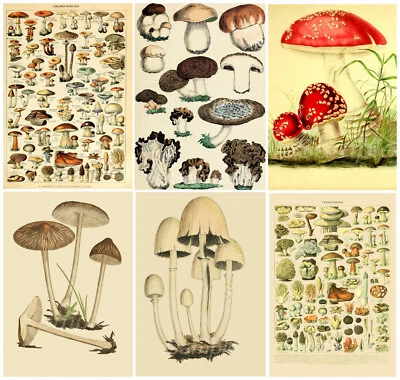 MUSHROOMS BOTANICAL EDUCATIONAL WALL ART PRINTS A2 / A3 / A4 - Image 1 of 2