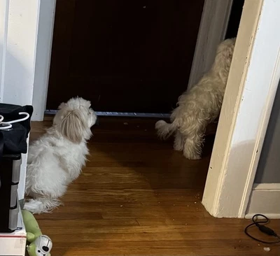 Chaqueta de cuero Perfecto Sports Wear para mujer talla XXL Foto 1 de 4