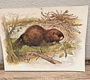 Rudy Nappi painting from 1985 Calendar Woodland Babies - Beaver - Picture 1 of 3