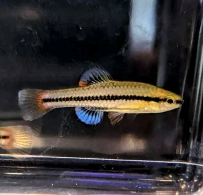 Live Male And Female Bluefin Killifish 1" Breeding Pair HIGH QUALITY  - Image 1 of 4