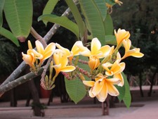 Frangipani Plumeria - Pflanze -  80 cm - Bali gold, blühfähig