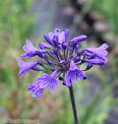 New Agapanthus Sabang dark blue flowers excellent garden plant