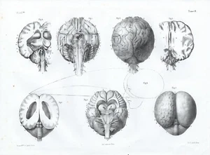 Cabinet de curiosité planche affiche A3 3 anatomie humaine 7 vues du cerveau - Picture 1 of 1