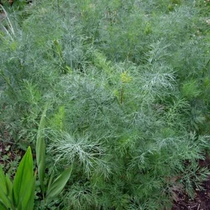 Dukat Dill Seeds | 500 Seeds | Heirloom / Non-GMO | Free Shipping | 1146 - Picture 1 of 1