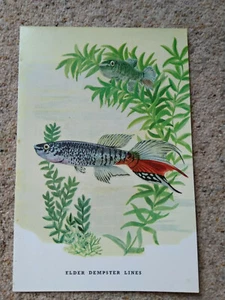 Vintage cruise " Elder Dempster Line" M V Apapa Menu 15/05/1964 - Picture 1 of 2
