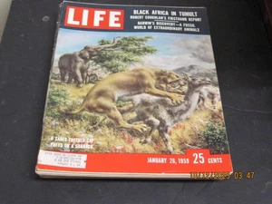 LIFE MAGAZINE 1959 JANUARY 26 THE SABERTOOTH CAT PRAISE ON A GUANACO - Picture 1 of 1