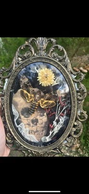 Wall Decor Real Death Head Moth Framed Gothic Dark and Moody Taxidermy Insect - Image 1 of 2