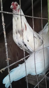 Easter Egg & Candy & Game, 6 Egg + Muff & White Kelso Single Mated - Picture 1 of 7